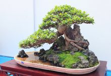 Mản nhãn với dàn cây bonsai đẹp trên đất Yên Tử