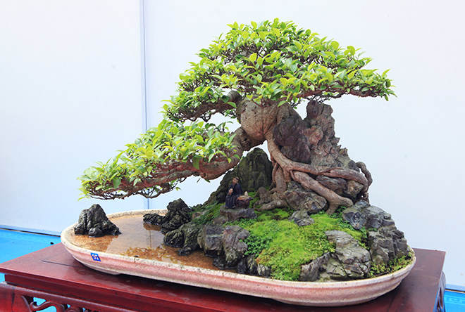Mản nhãn với dàn cây bonsai đẹp trên đất Yên Tử