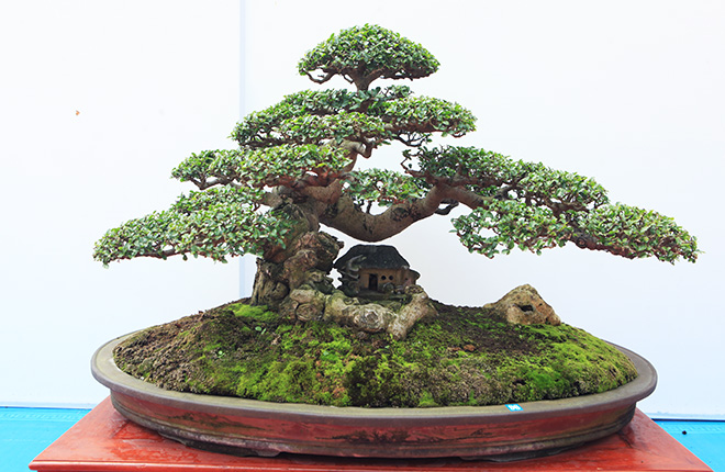 Tạo tán cây bonsai như thế nào là đẹp?