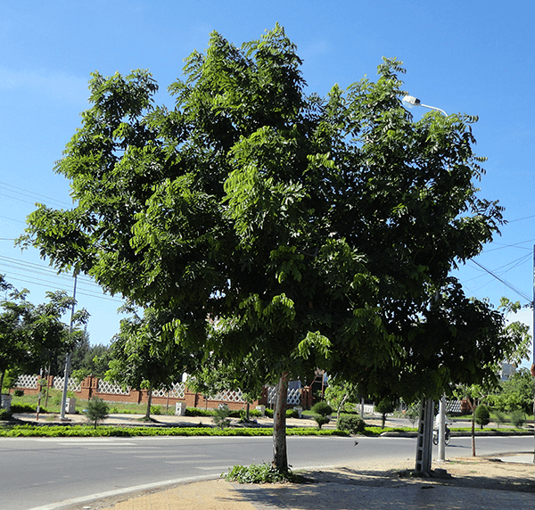 cây thân gỗ cổ thụ trồng đường phố