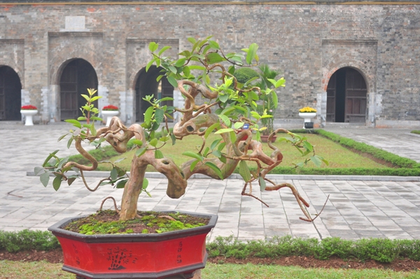 Ngắm thỏa sức với cây cảnh nghệ thuật ở Hoàng Thành Thăng Long