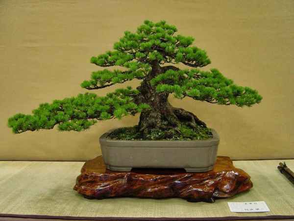 Các thế cây bonsai mang ý nghĩa phong thủy như thế nào?