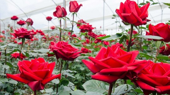 Hoa hồng loại cây thích hợp sống trong điều kiện thoáng gió và có nhiều nắng