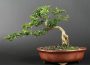 Top 4 loại cây bonsai để bàn đẹp được nhiều người ưa thích